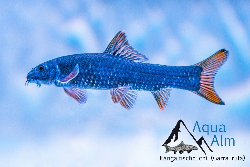 Echte Kangalfische Aqua-Alm